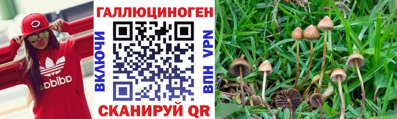 Псилоцибиновые грибы Psilocybe  где можно купить   Высоцк 
